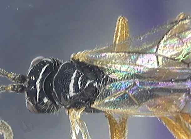 Ichneumonidae 3